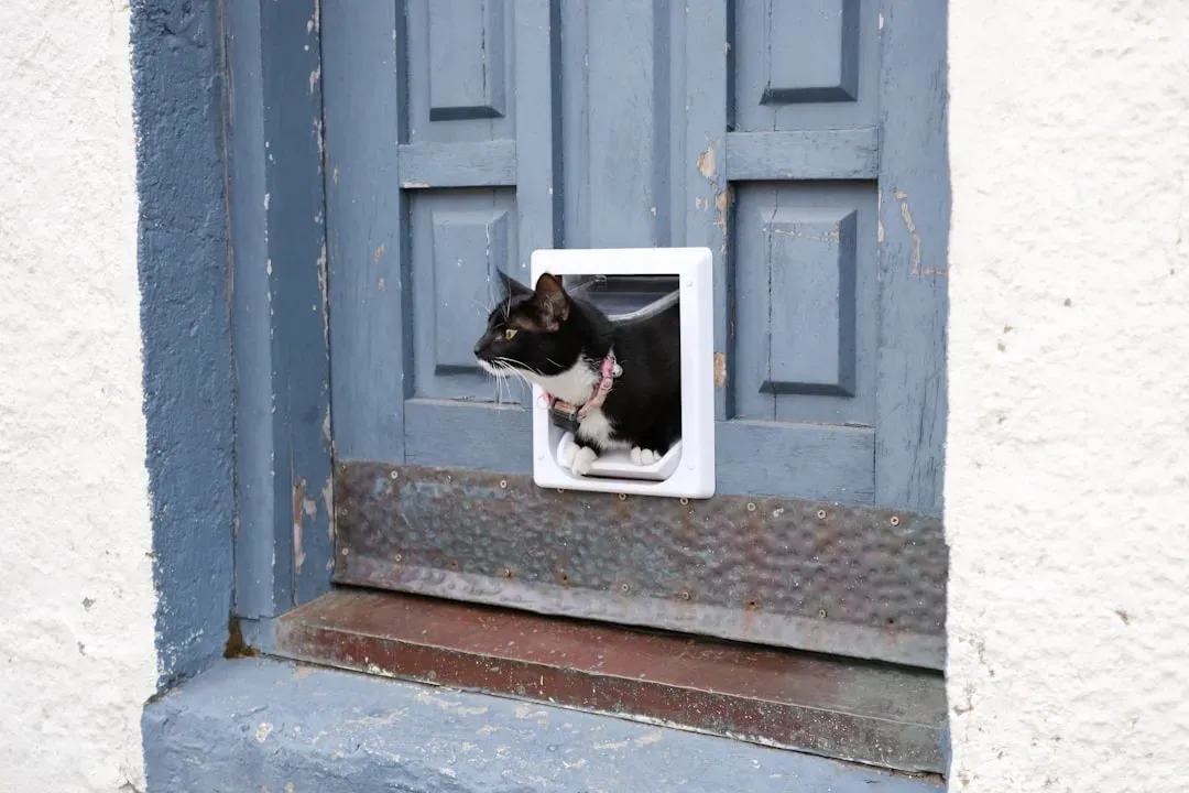 #23 - Installing Multiple Cat Doors in Every Room (Image Credits: Unsplash)