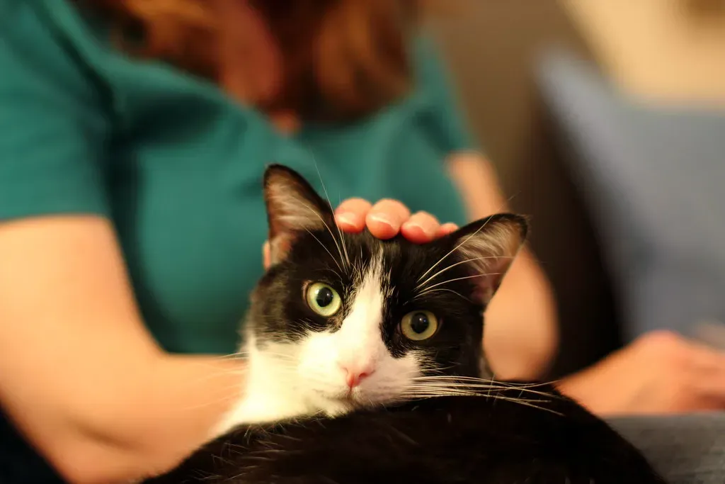 Petting Your Cat Is Like Taking an Anti-Stress Pill (Image Credits: Flickr)