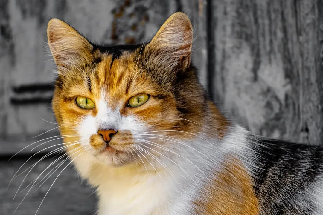 6. Tune Into Their Eyes and Ear Positions (Image Credits: Unsplash)