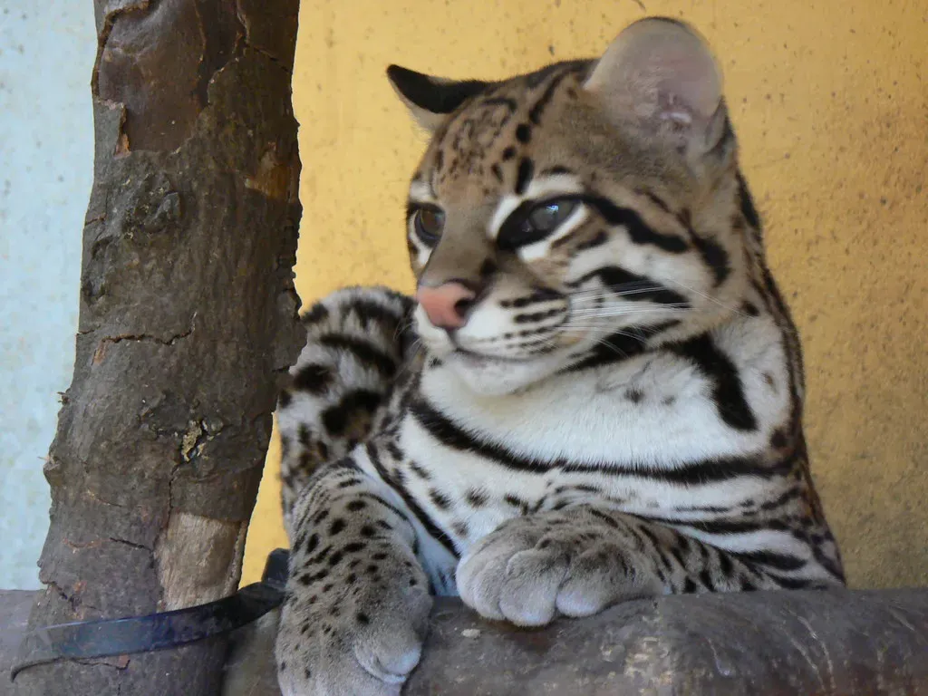 Accepting the Limitations and Risks (Image Credits: Flickr)