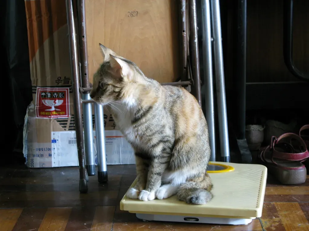 Weight Changes (Image Credits: Flickr)