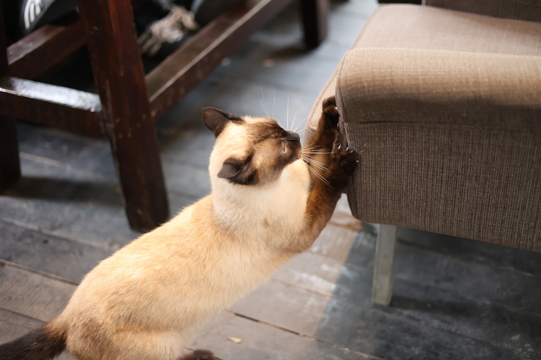 Destructive Behavior Around the House (Image Credits: Unsplash)