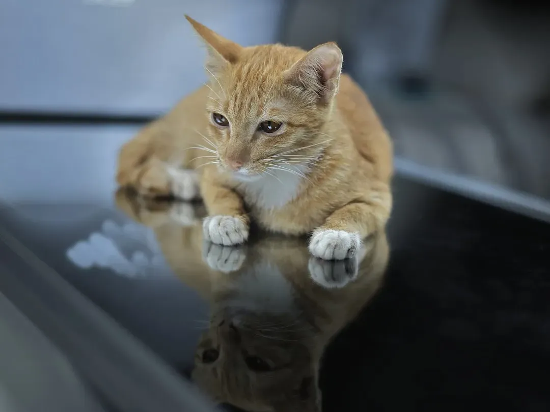 Conclusion: Your Apartment, Their Kingdom (Image Credits: Unsplash)