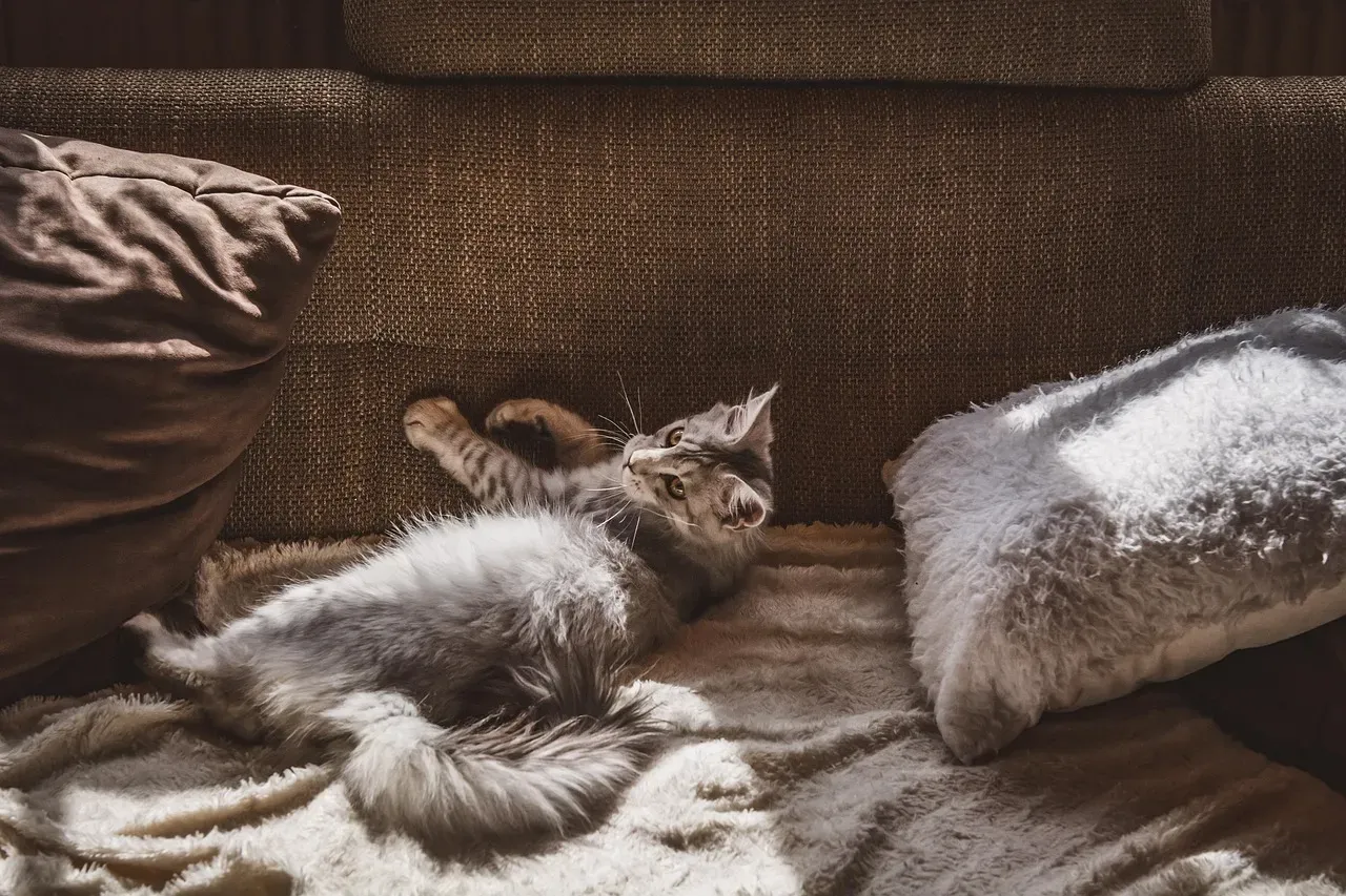 #6 Your Pillow Might Just Be More Comfortable (Image Credits: Pixabay)