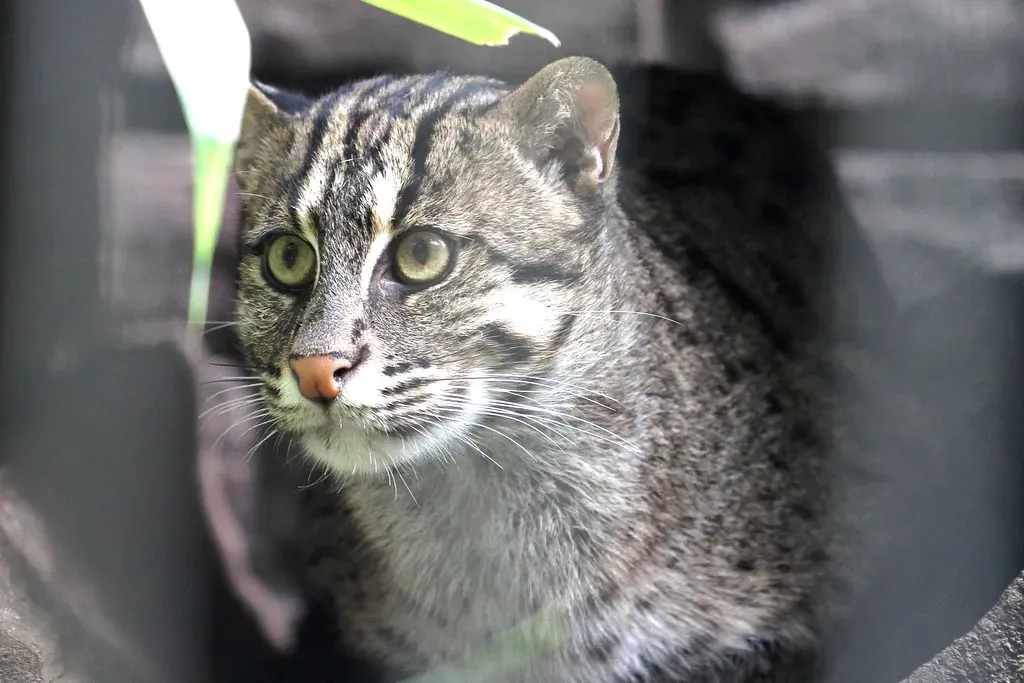 Urban Expansion and Novel Dangers in Modern Landscapes (Image Credits: Flickr)