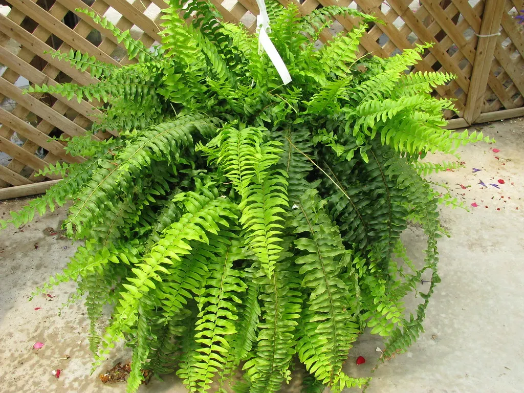 5. Boston Fern (Nephrolepis exaltata bostoniensis) (Les Serres Fortier, Flickr, CC BY 2.0)