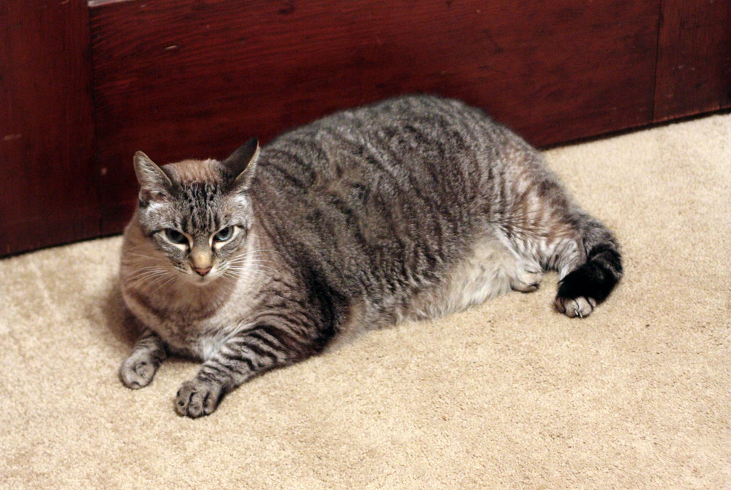 Temperature Regulation and Physical Comfort (Image Credits: Flickr)