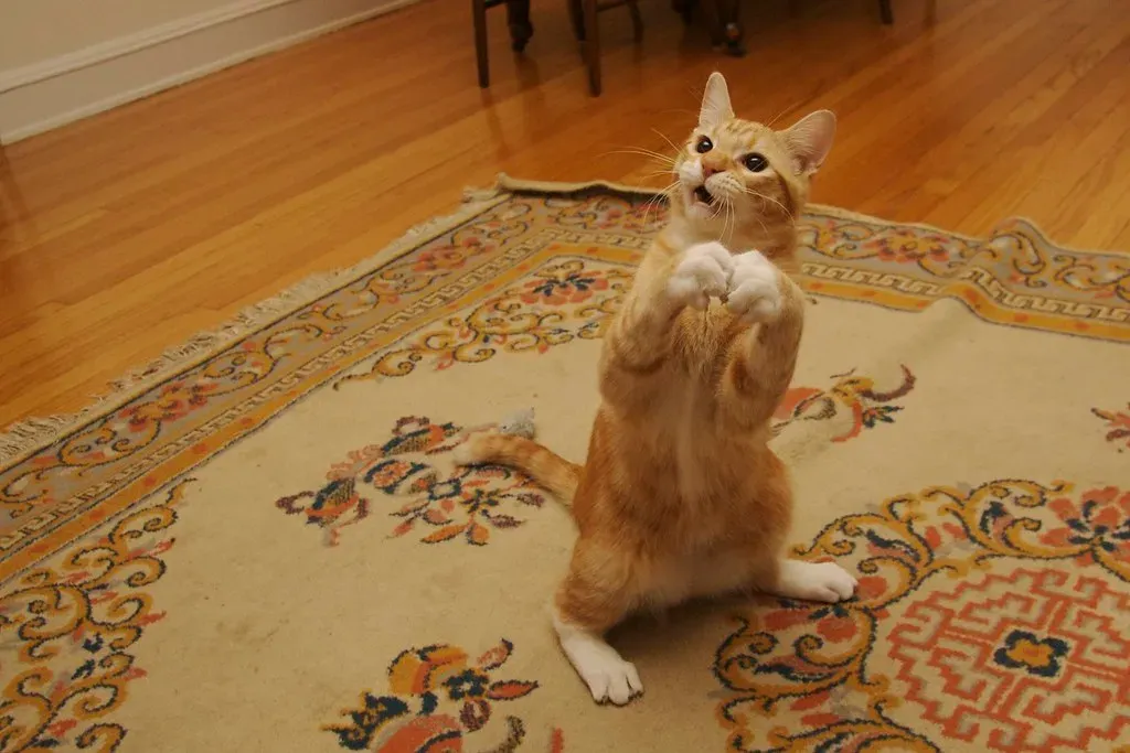 Finding Peace for You and Your Cat (Image Credits: Flickr)