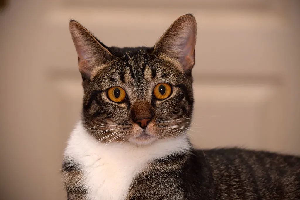 The Science Behind Those Twitching Ears (Image Credits: Flickr)