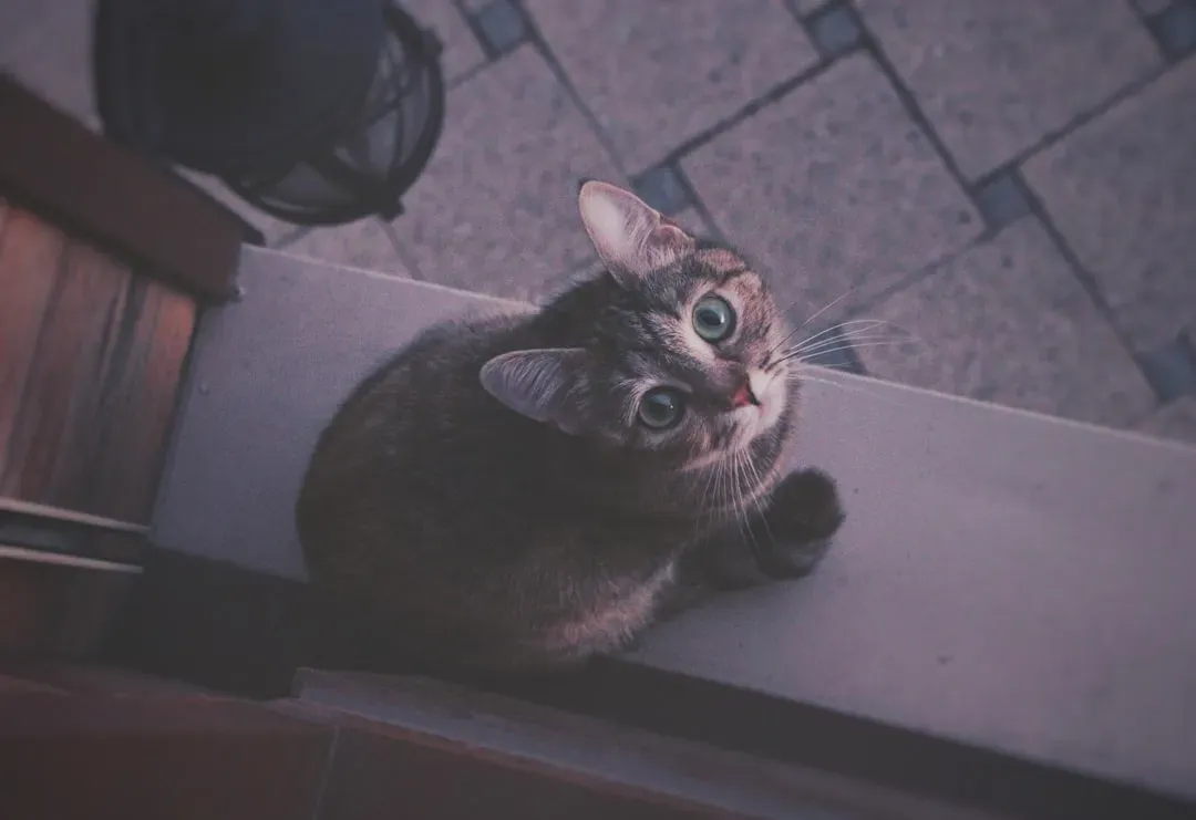 Curiosity and Observation: You're Fascinating to Them (Image Credits: Unsplash)