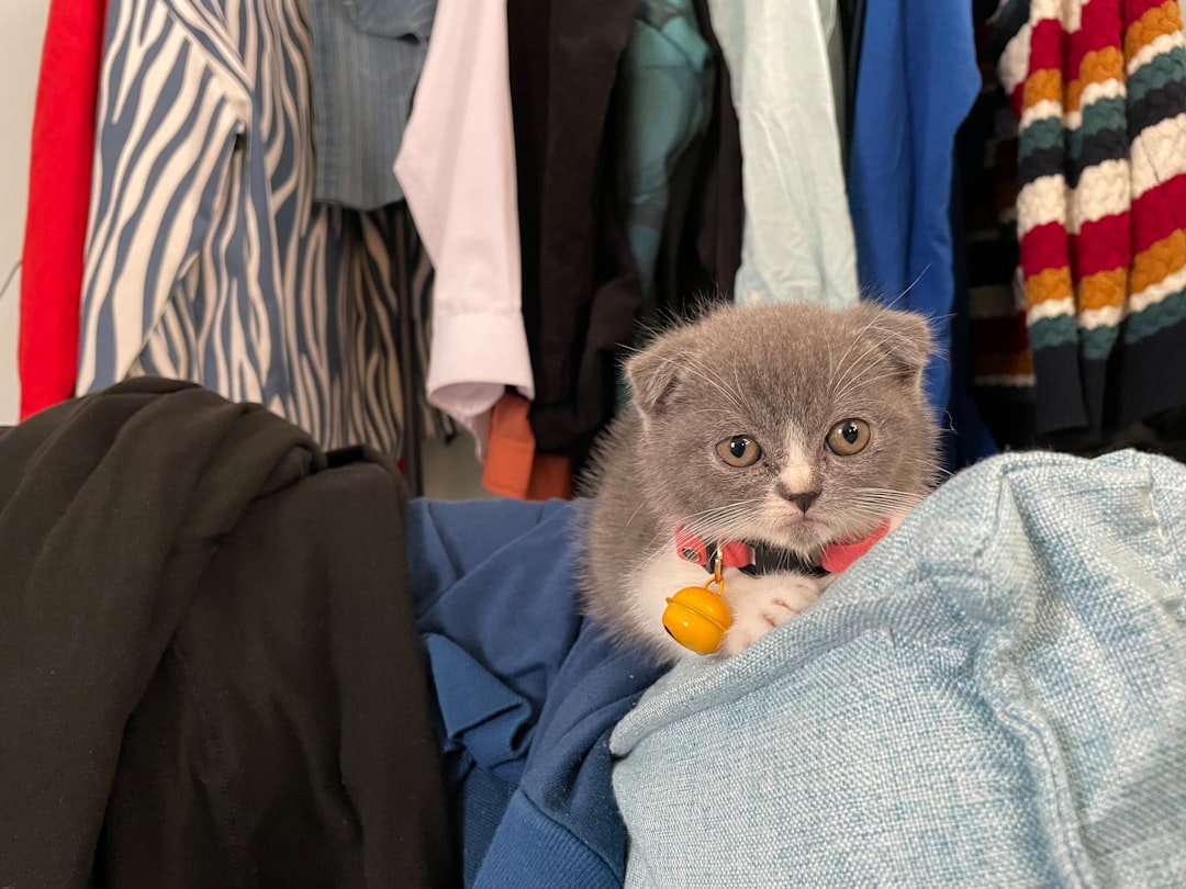 Scottish Fold (Image Credits: Unsplash)