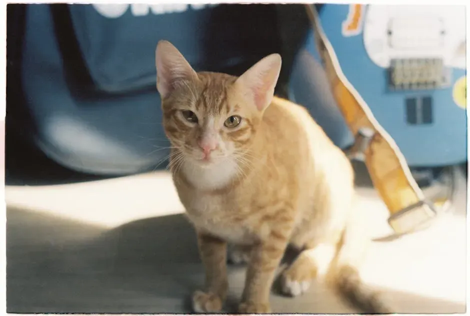 Lucy - Light, Lyrical, and Effortlessly Classic (Image Credits: Pexels)