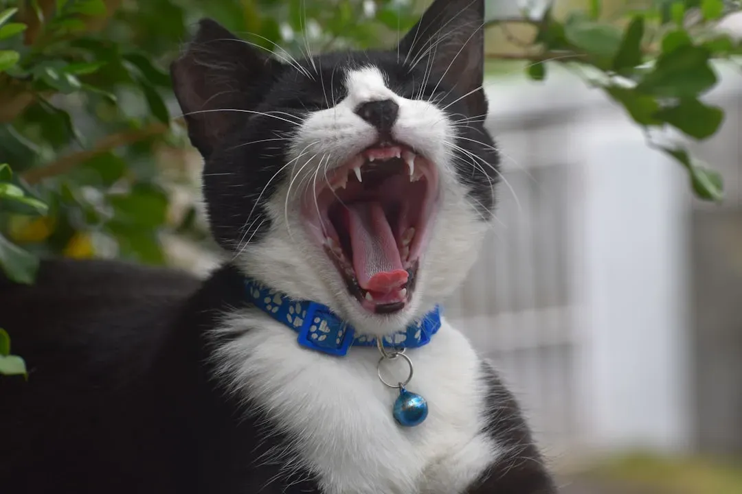 Sudden Aggression Has Roots You Can't Always See (Image Credits: Unsplash)