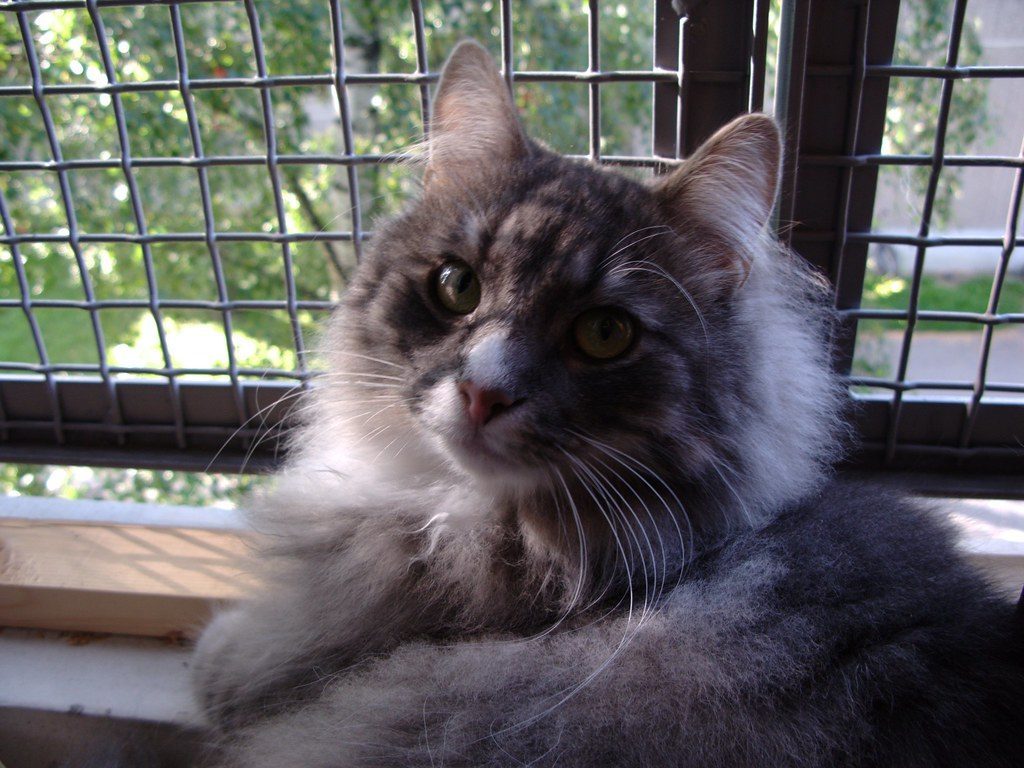 Balcony Conversions: Maximizing Your Apartment Space (Image Credits: Flickr)