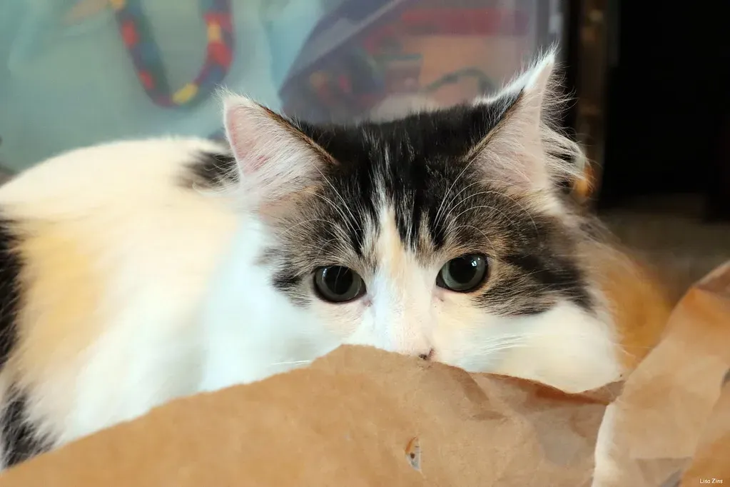 Paper and Crinkly Materials: Sound Triggers Hunting Instincts (Image Credits: Flickr)