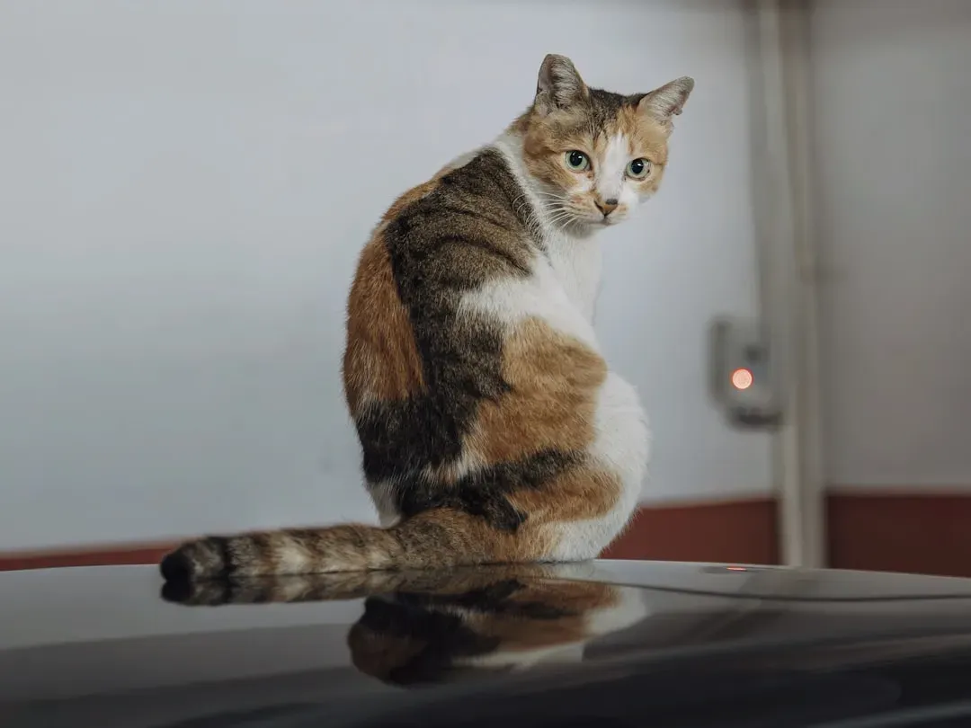 Conclusion (Image Credits: Unsplash)