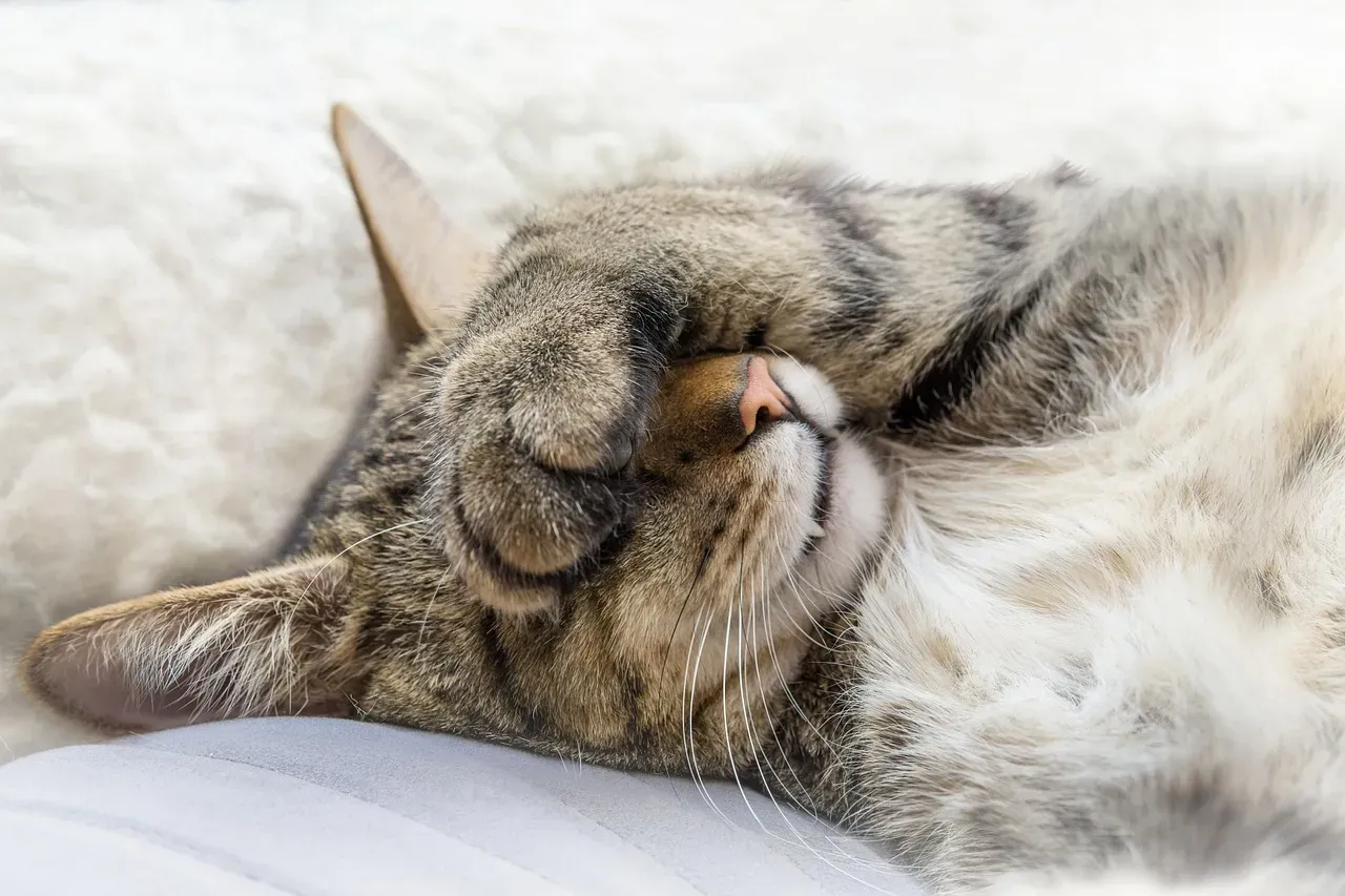 #5 - Paws or Tail Draped Over the Face (Image Credits: Pixabay)