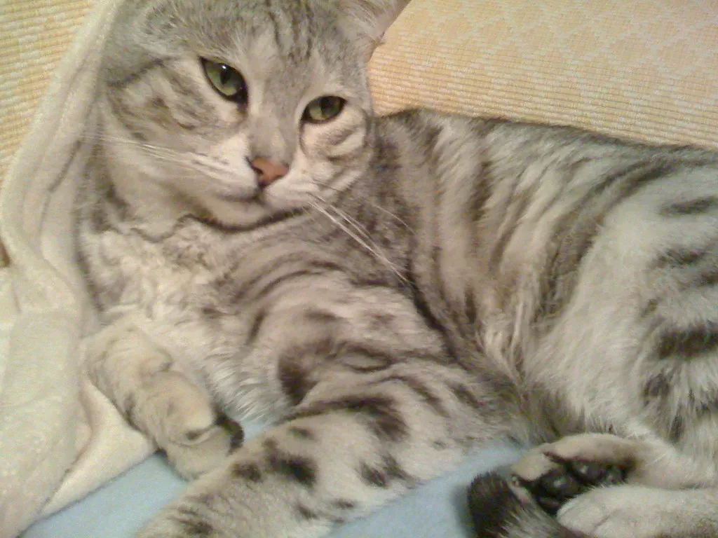 8. The Egyptian Mau: Ancient Loyalty, Modern Devotion (lyvegyde, Flickr, CC BY 2.0)