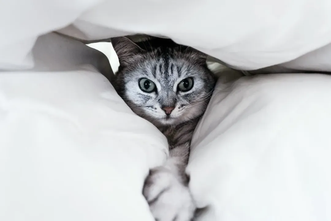 The Sneaky Attack Strategy (Image Credits: Unsplash)