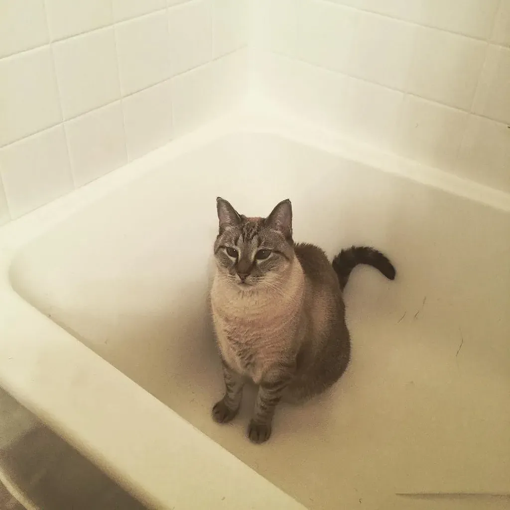The Evolutionary Reason Your Cat Side-Eyes the Bathtub (Image Credits: Flickr)