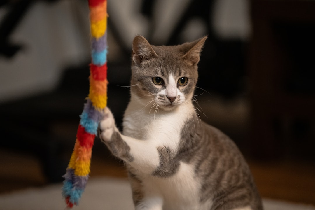 Seeking Attention and Playtime (Image Credits: Unsplash)