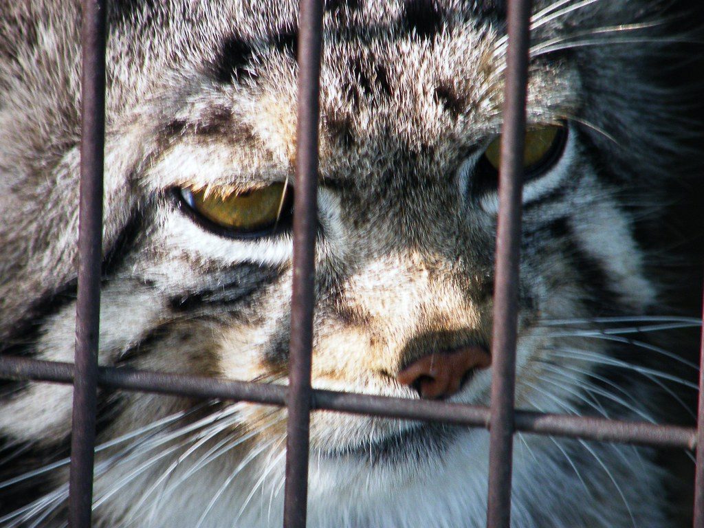 The Bottom Line on Wild Cat Ownership (Image Credits: Flickr)