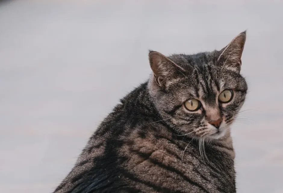 Body language around the glance tells you what your cat is actually feeling (Image Credits: Pexels)