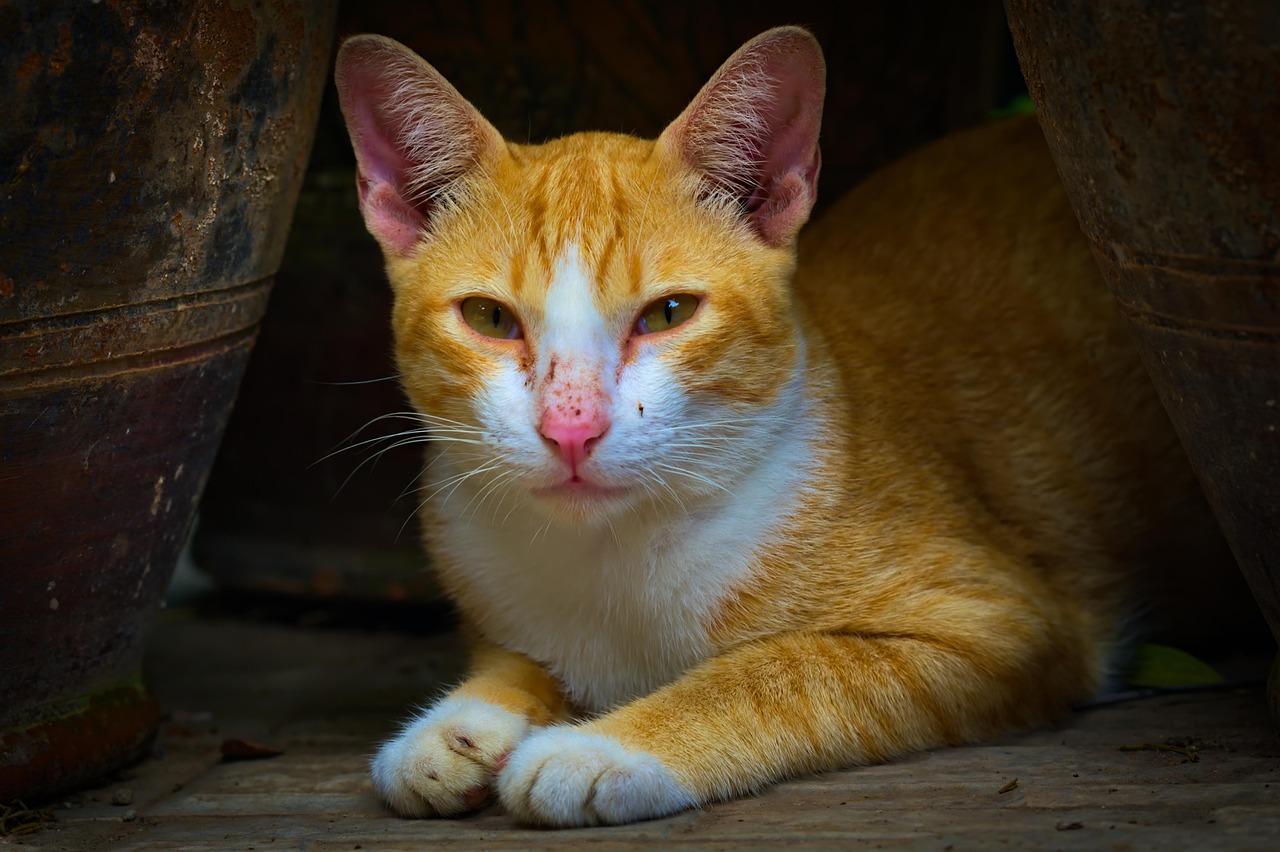 Their Eyes Speak Volumes of Love (Image Credits: Pixabay)