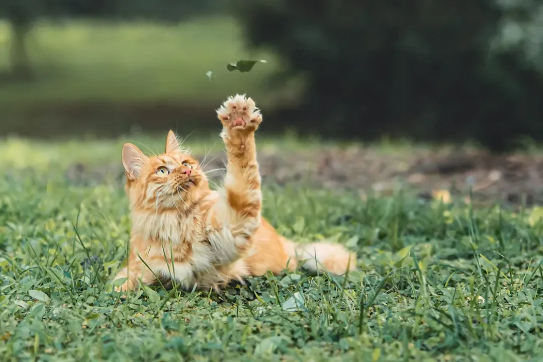 Cats Are the Ultimate Bug Patrol (Image Credits: Unsplash)