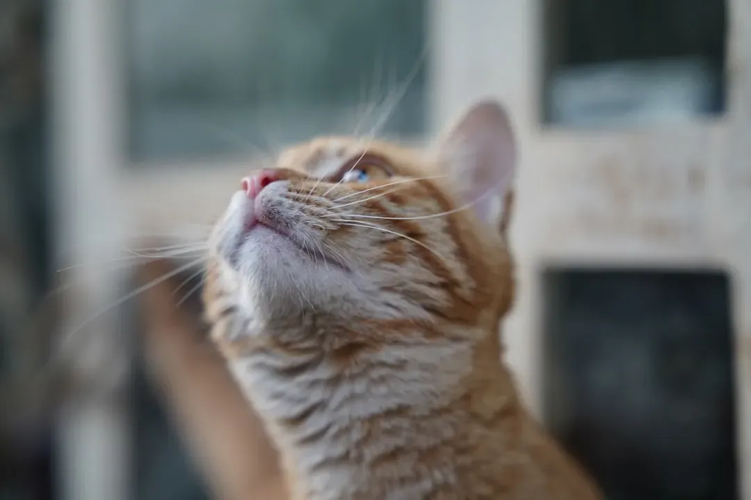 Forward and Alert: Your Cat Is Tuned In (Image Credits: Unsplash)