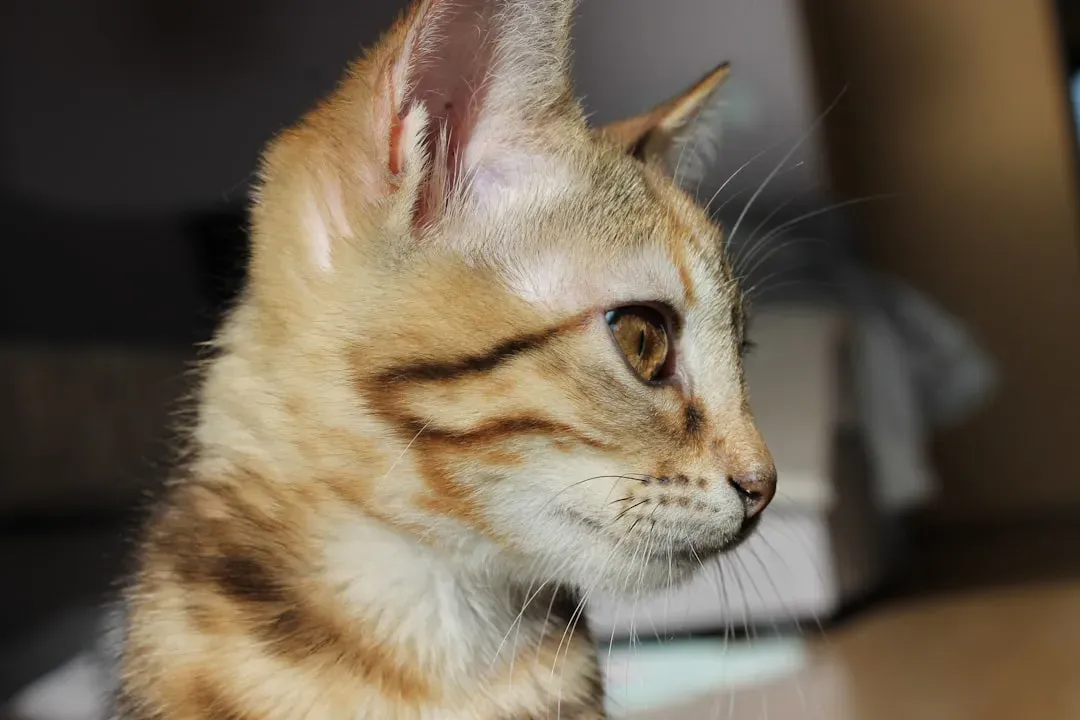 What Your Cat Hears That You Don't (Image Credits: Unsplash)