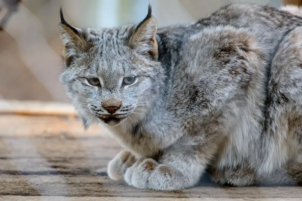 The Deadly Dance: How Lynx Hunt Their Prey (Image Credits: Flickr)