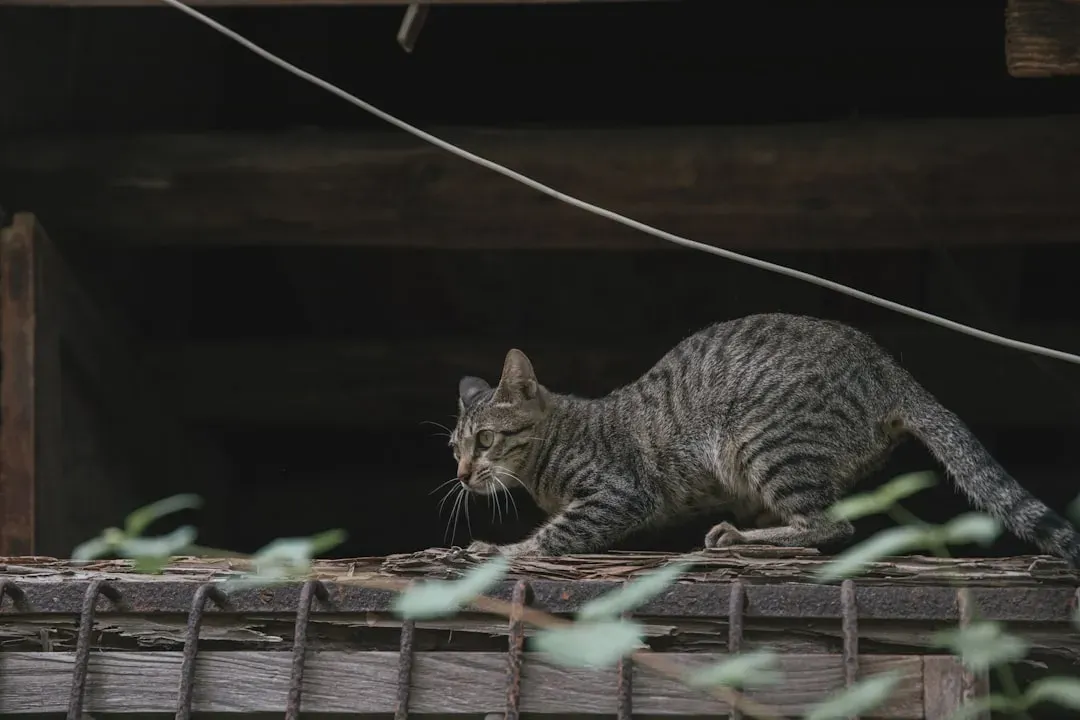 Following You Around Like a Royal Attendant (Image Credits: Unsplash)