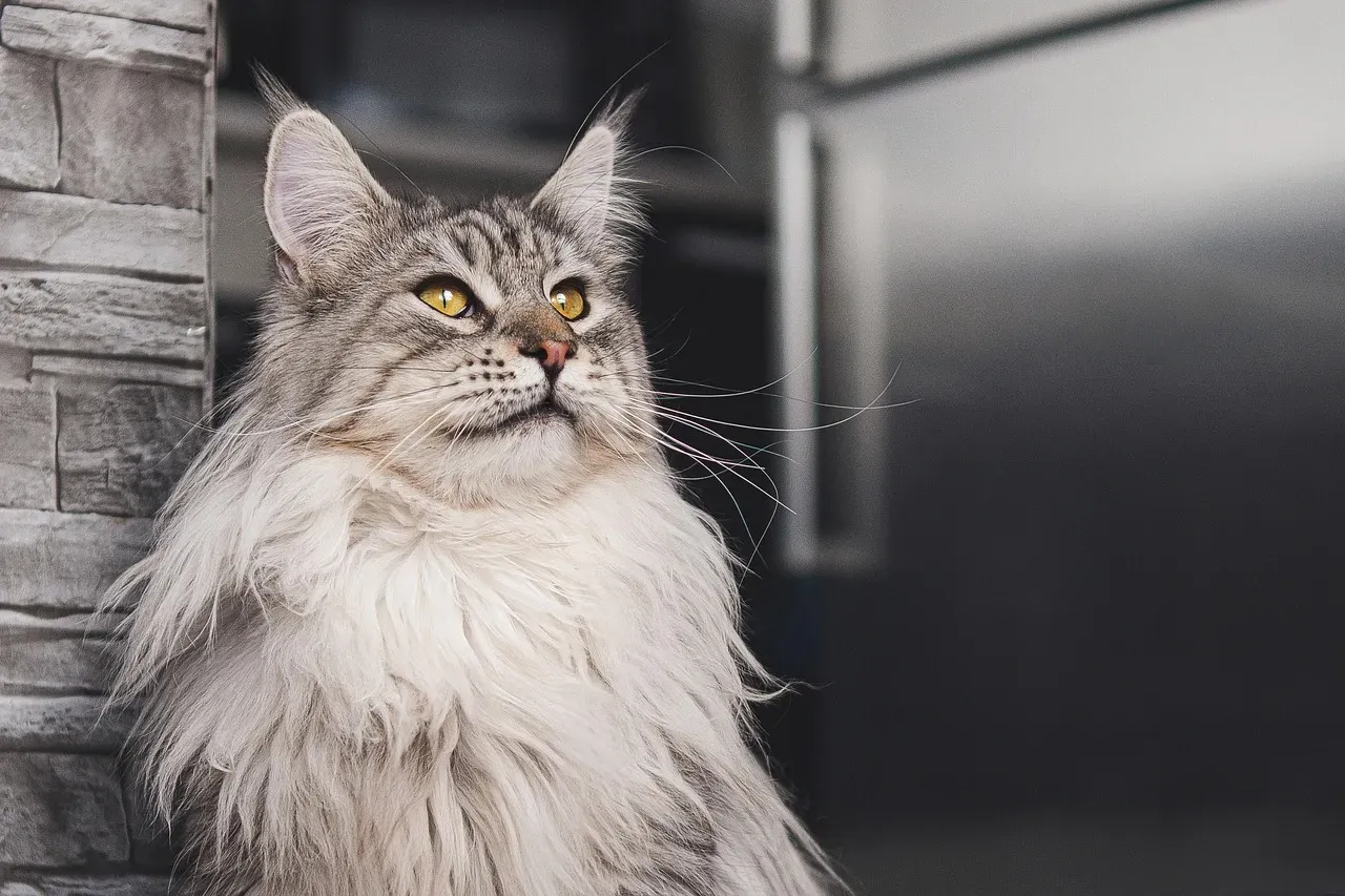 7. Maine Coon: The Gentle Giant Philosopher (Image Credits: Pixabay)