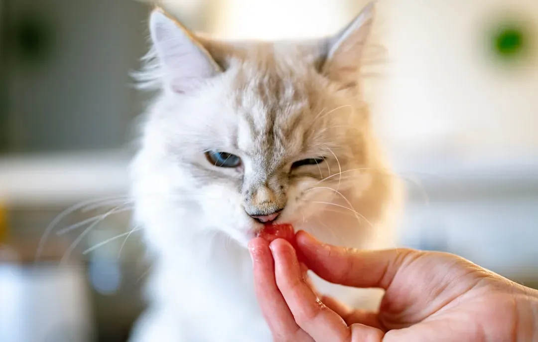 Myth: Dry Food Is Better for Your Cat's Teeth (Image Credits: Unsplash)