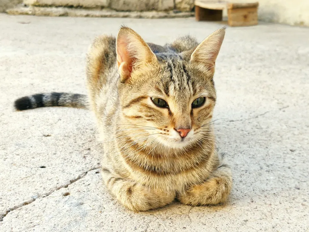 The Person Who Tries the Least Often Wins (Image Credits: Unsplash)