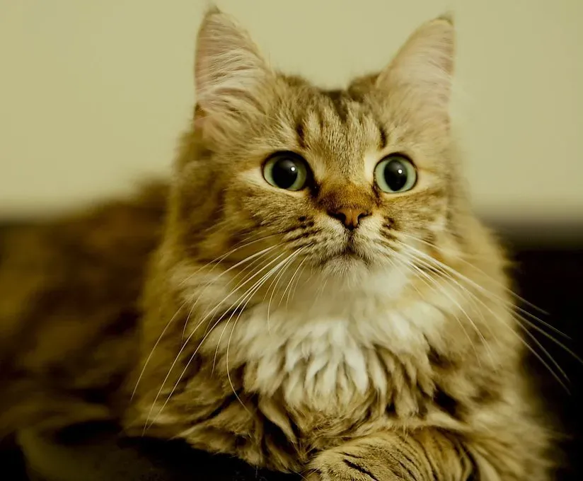 Intelligence, Trainability, and That