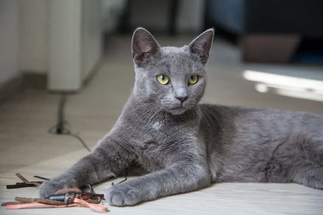 Russian Blue: The Devoted Homebody (Image Credits: Unsplash)