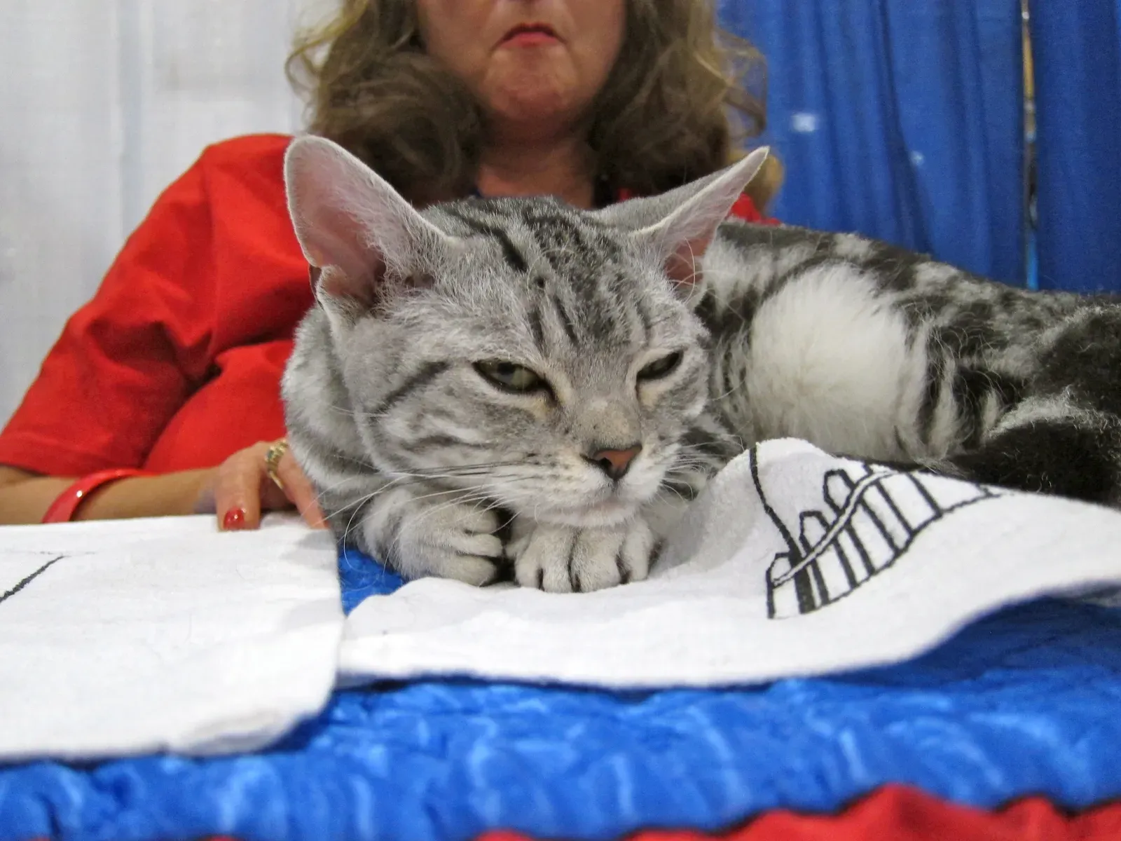 Taurus Owners: The Battle Over Territory and Comfort (Image Credits: Wikimedia)