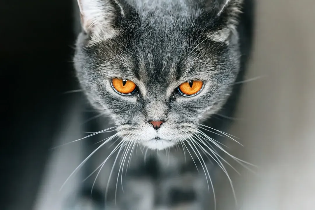 The Hard Stare: A Warning You Shouldn't Ignore (Image Credits: Unsplash)
