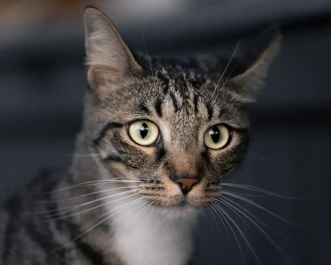 Built for the Hunt: The Sensory Toolkit Your Cat Carries Everywhere (Image Credits: Unsplash)