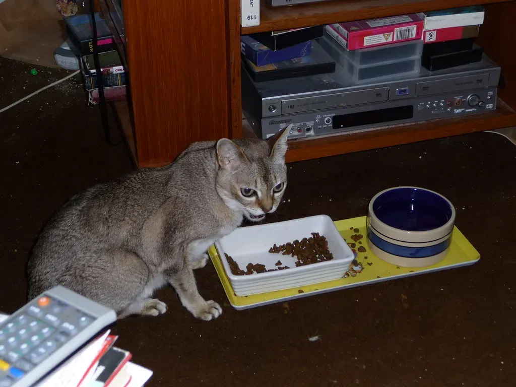 Singapura Cats: The Tiny Tornado (Image Credits: Flickr)