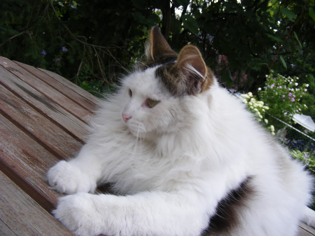 Turkish Angora Cats (Image Credits: Flickr)