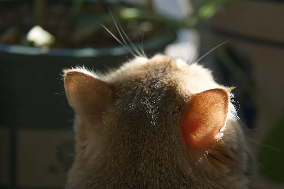 Your Cat’s Ears Snap Into “Satellite Dish” Mode (Image Credits: Unsplash)