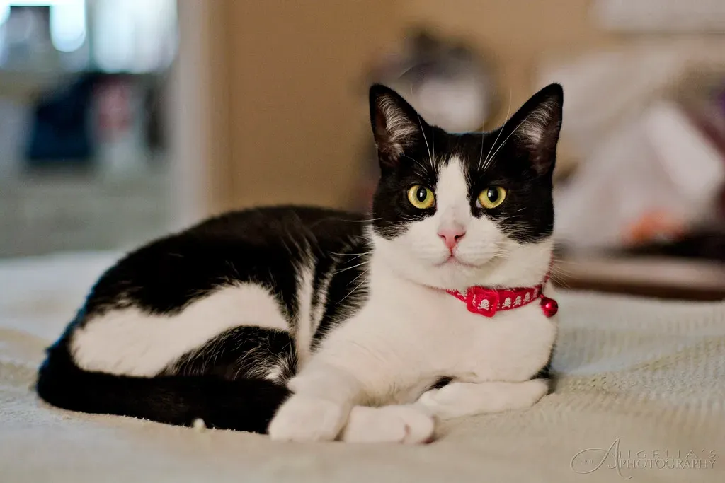 When Your Cat Switches Spots and What It Means (Angelia's Photography, Flickr, CC BY-SA 2.0)