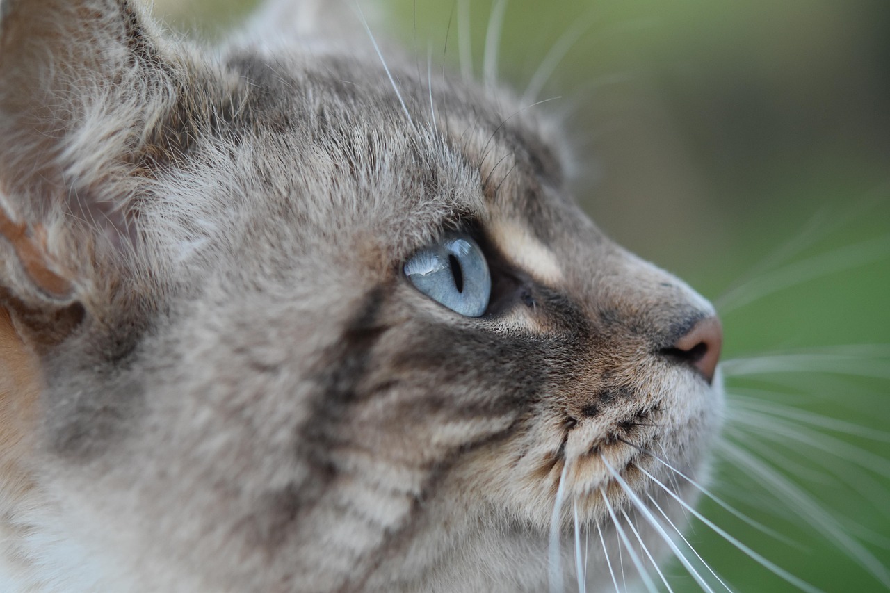The Mystery Behind Feline Self-Communication (Image Credits: Pixabay)
