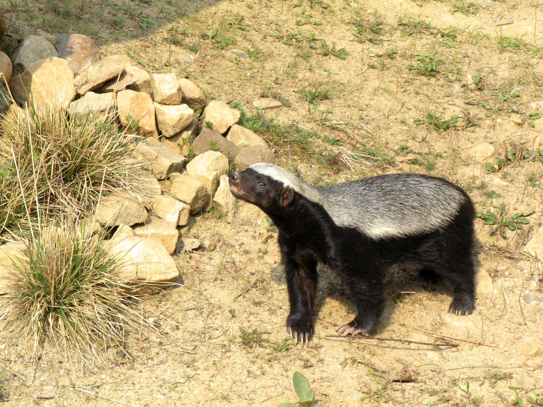 Honey Badger: Small but Absolutely Fearless (Image Credits: Wikimedia)