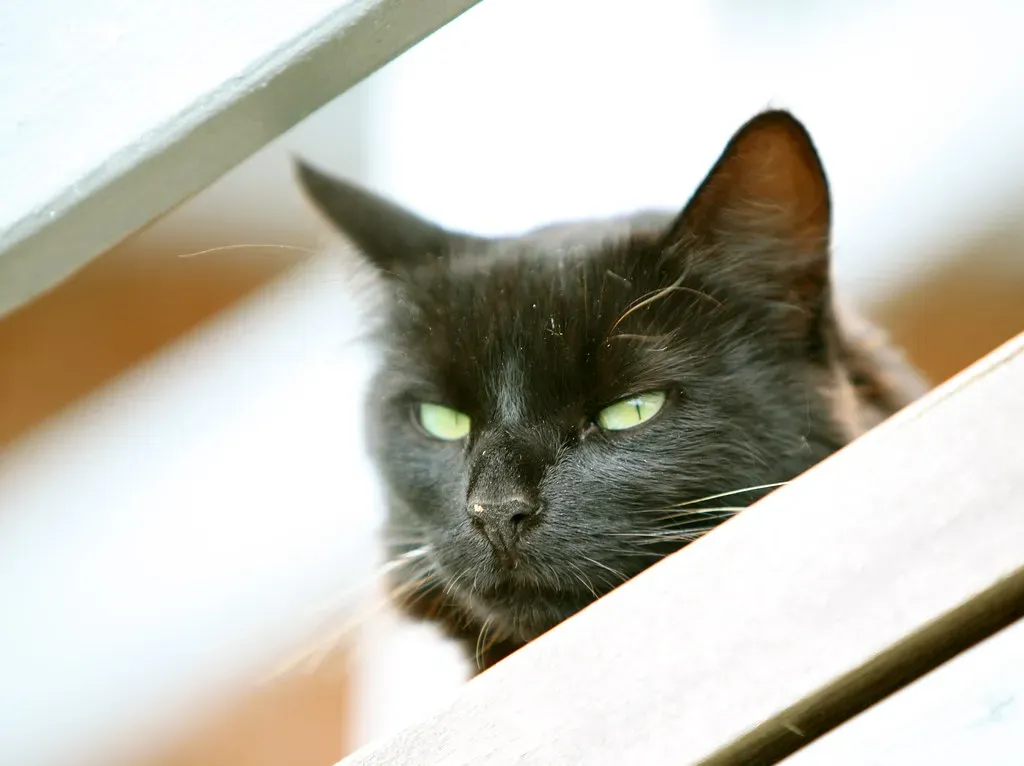 Their Brains Are More Human-Like Than You'd Expect (jurvetson, Flickr, CC BY 2.0)