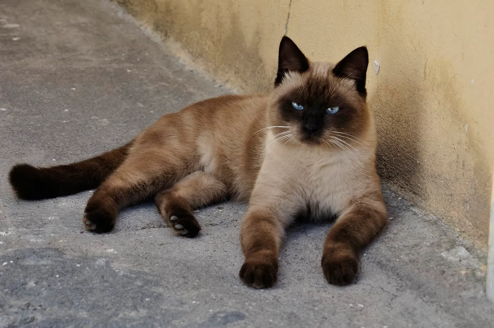 Siamese: The Drama Queens of the Cat World (Image Credits: Wikimedia)