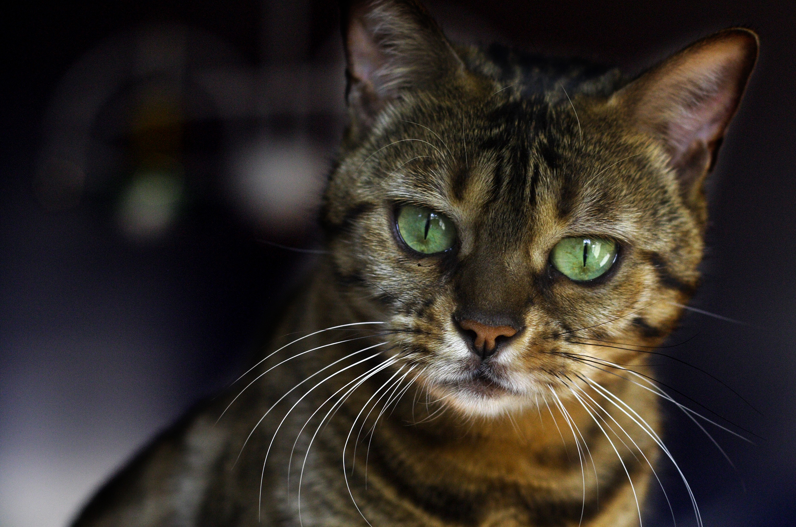 Why Cats React to Relationship Conflict (Image Credits: Wikimedia)